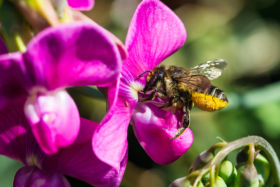 Buy New Leafcutter Bee Board Online