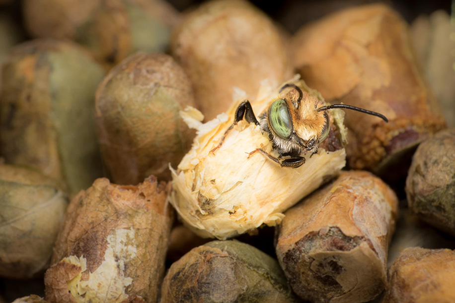 Leaf cutter bee hatching from cocoon