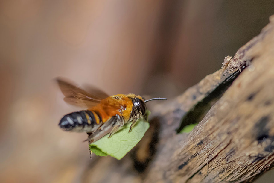 leaf cutter bees building a new cocoon