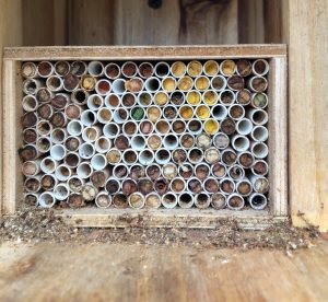 Pollinate Your Greenhouse with Leafcutter Bees