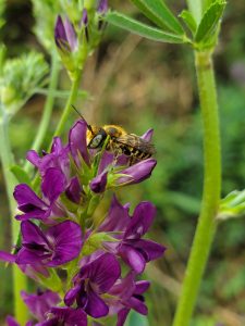  What to Consider Before Ordering Leafcutter Bees: Our Full Checklist