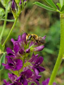 Proper Spacing to Pollination: 4 Ways to Improve Your Garden’s Growth!