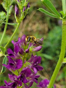 Five Fun Facts About Leafcutter Bees