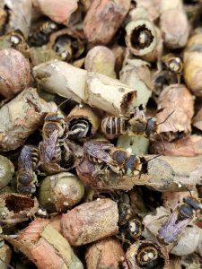 Common Diseases & Parasites in Leafcutter Bees