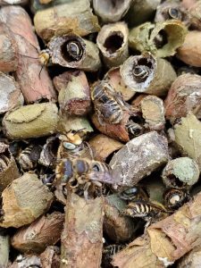 Step-by-Step Guide for Hatching Last Year’s Leafcutter Cocoons